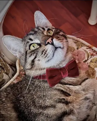8 aylık muhteşem Kırpık oğlanın ömürlük ailesi olur musunuz ?