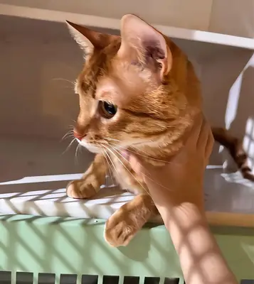Hogar para un niño cariñoso de tres patas