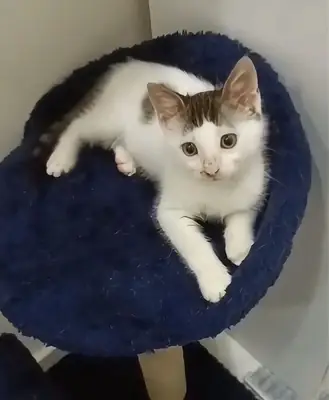 Un foyer pour ce beau chiot