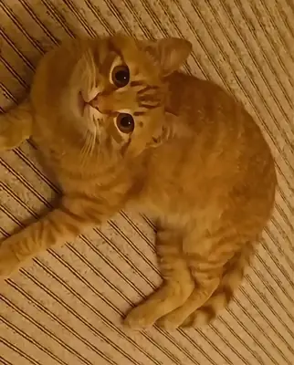 Maison pour un beau garçon orange