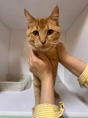 姜色虎斑猫之家