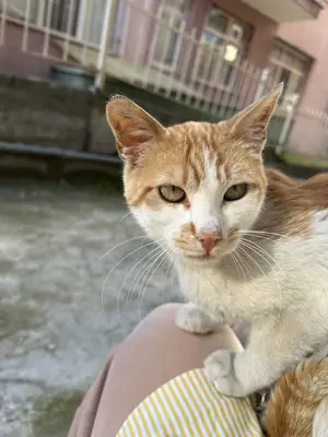 El gato atigrado de ojos pequeños y brillantes busca un hogar.