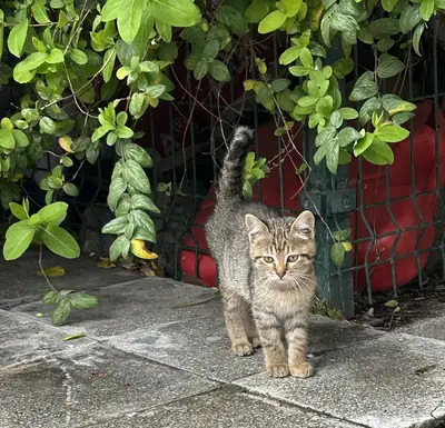 Un hogar para la pequeña y dulce criatura.