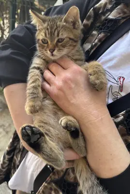 Un adorable petit chiot cherche un foyer.