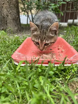 Un hogar para mi precioso y cariñoso bebé.