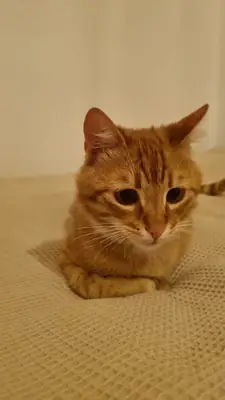 Güzel yakışıklı sarmana yuva