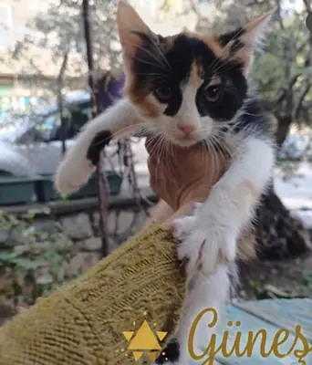 Sevimli yavru yuva arıyor