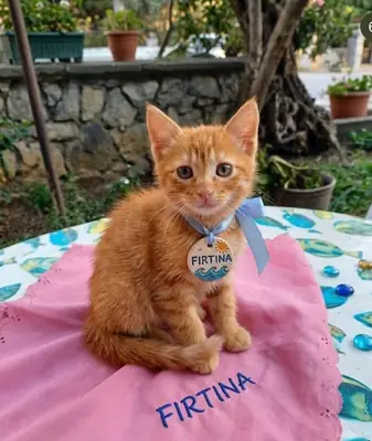 Tatlı yavruya yuva 