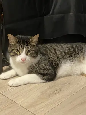 Cute tabby cat available