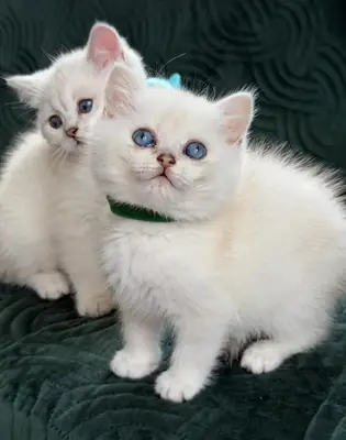 british shorthair kittens