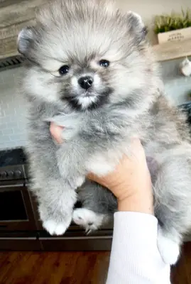 Adopción de Pomerania | Acostumbrado a un ambiente hogareño, social y cariñoso.