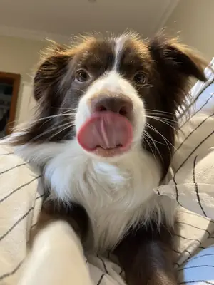 出售边境牧羊犬 | 聪明、精力充沛且易于训练