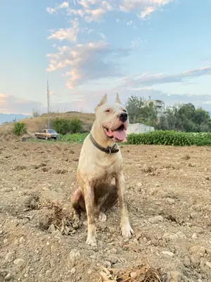 出售阿根廷杜高犬 | 强壮、忠诚、护卫性强