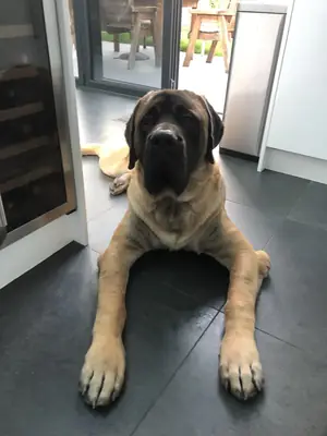 出售英国獒犬 | 强壮、温顺、顾家