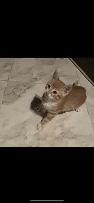 2,5 aylık erkek kedi 