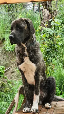 Kangal ile Presa Canario Melezi-Yeni Yuva Arıyoruz