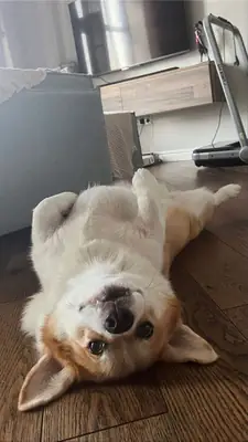 出售威尔士柯基犬 | 性格开朗、善于交际、非常聪明