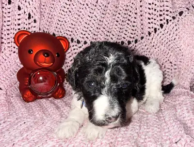 Adorable Male Poodle Puppy Looking For His Forever Home