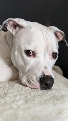 出售阿根廷杜高犬 | 强壮、平衡且极其忠诚