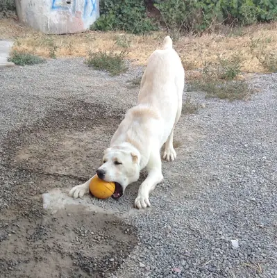 出售 Akbash | 冷静可靠的守护者