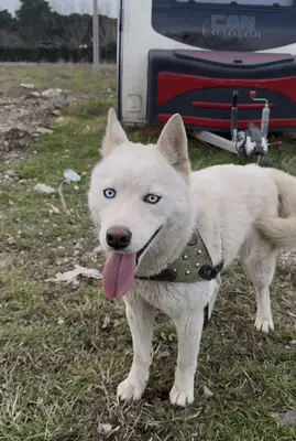 Husk cinsi 8 aylık köpeğimi sahiplendirmek istiyorum 