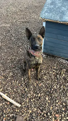 Bursa içi Kurt Köpeğimi Sahiplendiriyorum