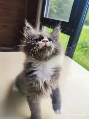 Dernek kayıtlı ve secereli eksiksiz safkan Maine coon 