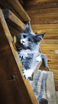 Purebred Mainecoon with all vaccinations and documents registered with the association.