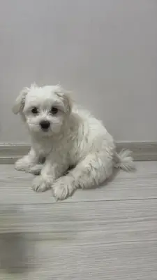 Ücretsiz sahiplendirme Maltese 