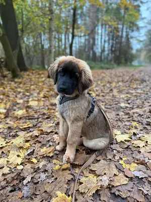 Aile dostu, sakin Leonberger sahiplendirilecektir