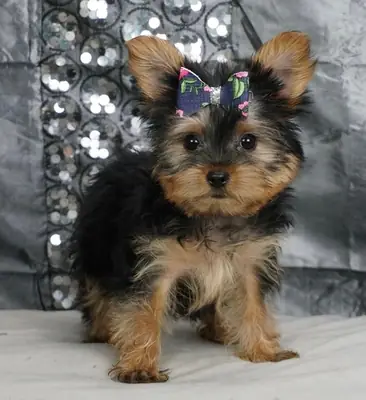 Cute Yorkie puppies