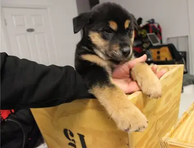 Stunning Rottweiler Puppies Ready Now