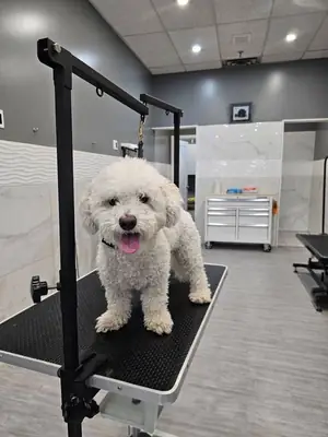 Servicio profesional de peluquería y spa para mascotas: The Pet Grooming Pet Shop