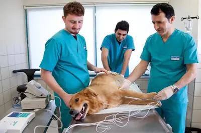 Clínica Veterinaria Ataşehir 7/24 – Servicios Veterinarios de Urgencia y Cuidados Intensivos