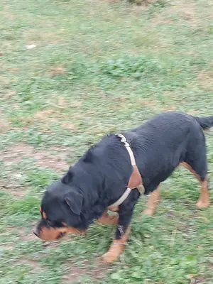 Rottweiller Bandırma'da 
