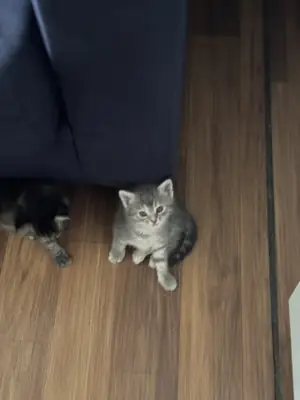 Sevimli 5 yavru kedi 1.5 aylık