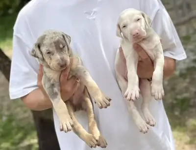 Les premiers et les seuls dobermans à la couleur spéciale en Turquie.