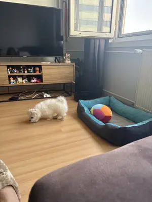 2 aylık malteese yavruları