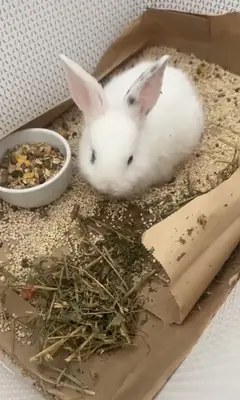 Lapin blanc miniature de deux mois