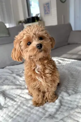 Poodle Satılık | Zeki, Eğitilebilir ve Alerji Dostu