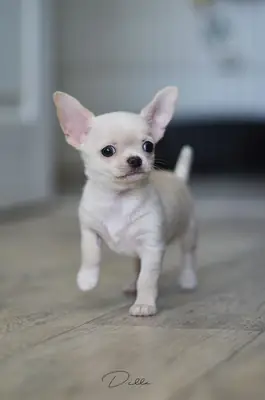 Chihuahua Satılık | Küçük Irk, Canlı ve Sahip Odaklı