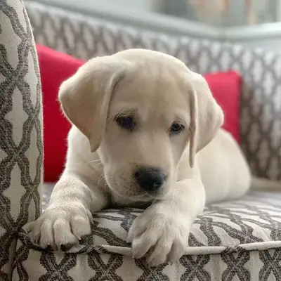 Labrador Retriever Satılık | Zeki, Sosyal ve Eğitime Açık