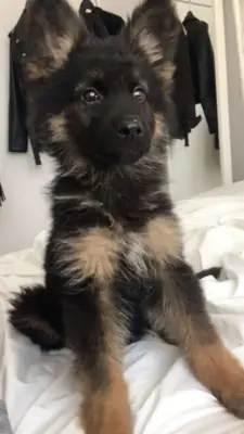 Alman Çoban Köpeği Satılık | Sadık, Zeki ve Koruyucu