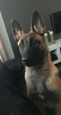Malinois belge à vendre | Travailleur, énergique et intelligent