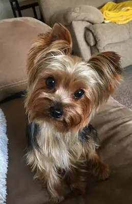 Yorkshire Terrier Satılık | Küçük Boyut, Büyük Karakter