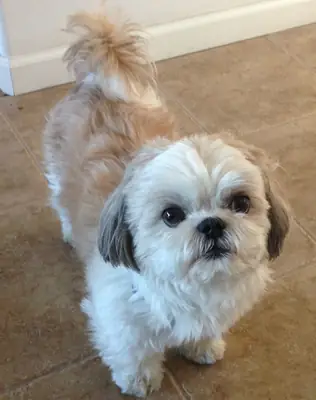 Shih Tzu Satılık | Sakin, Sevecen ve Ev Köpeği