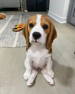 出售比格犬 | 性格开朗、好奇心强、适合家庭饲养