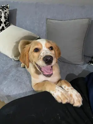 Altın setter karışımı
