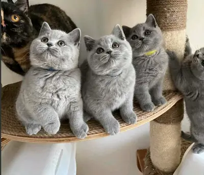 lilac british shorthair kittens