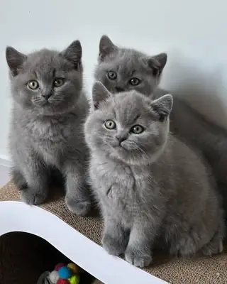 calm and affectionate bitish shorthair kittens